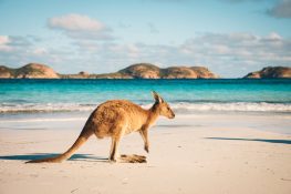 kangaroo-on-beach