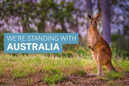 bushfire-appeal-kangaroo