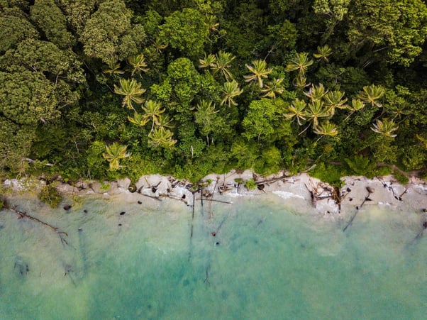 trees into sea