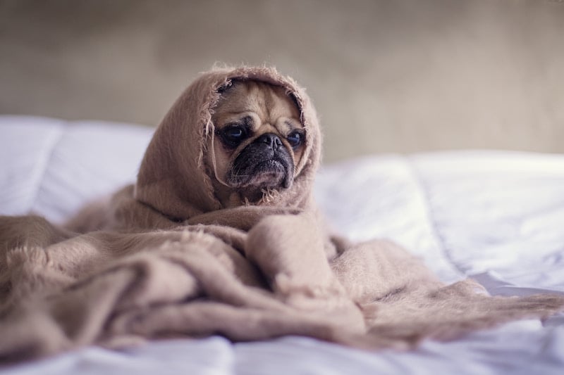 A pug wrapped in a blanket on a bed.