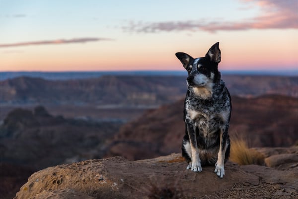 A dog posing in front of a scenic backdrop.