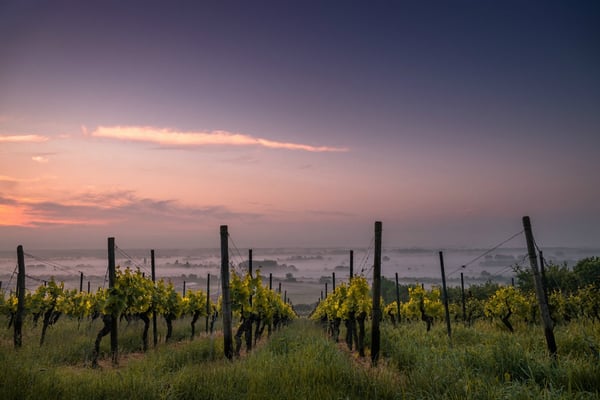 vineyard-at-sunset