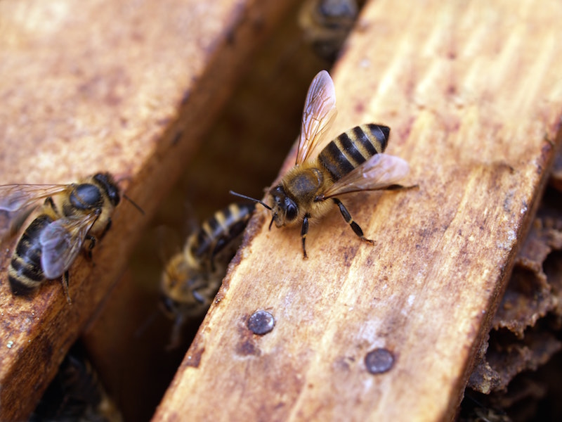 bee in wooden hive