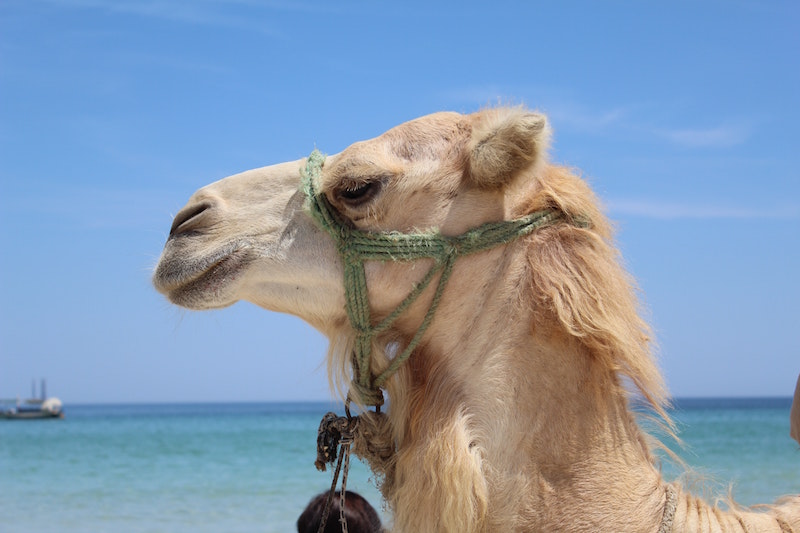 camel head side view