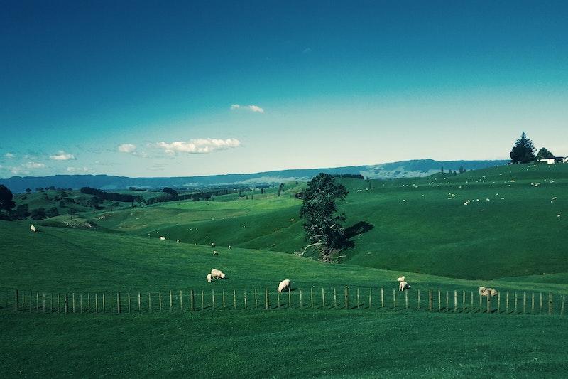 view of sheep in green fields