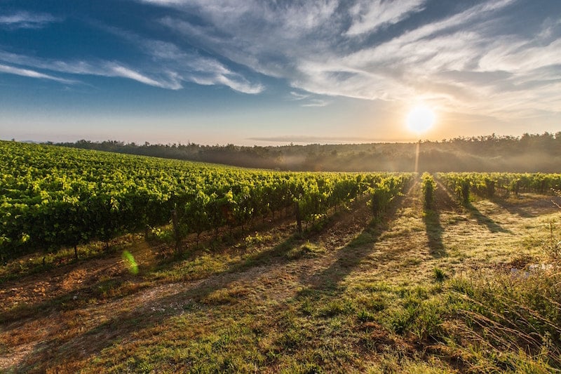 vineyard at sunset