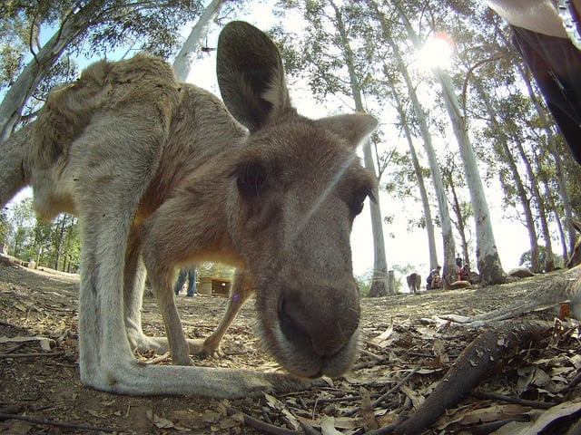 kangaroo-close-up