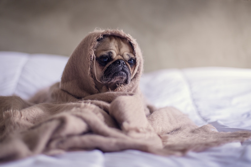 pug dog wrapped in blanket