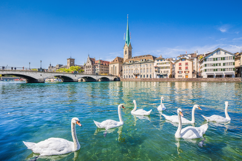 zurich lake with swans