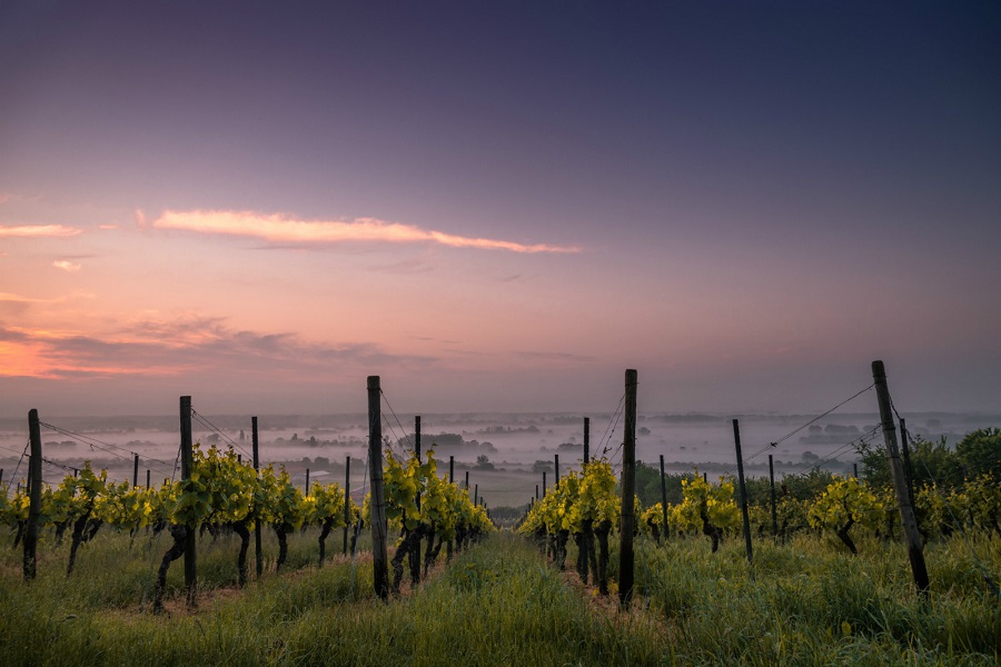 Surprising International Wine Destinations: 17 Wineries Off The Beaten Path